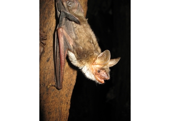 Großes Mausohr (Myotis myotis)